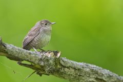 House Wren, Troglodytes aedon