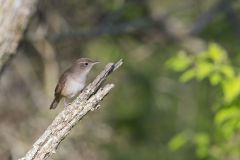 House Wren, Troglodytes aedon