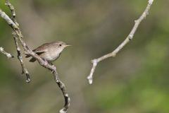 House Wren, Troglodytes aedon