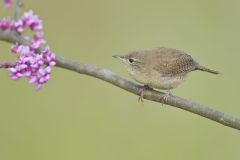 House Wren, Troglodytes aedon