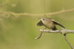 House Wren, Troglodytes aedon