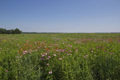 Huffman Prairie