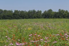 Huffman Prairie