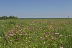 Huffman Prairie