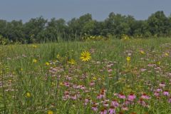 Huffman Prairie