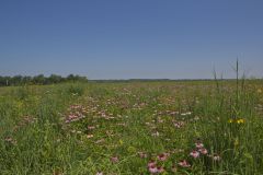 Huffman Prairie