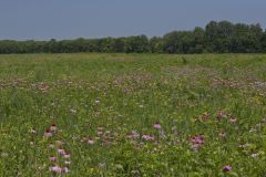 Huffman Prairie