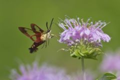 Hummingbird clearwing, Hemaris thysbe