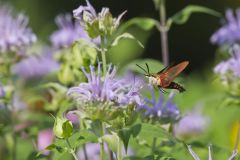 Hummingbird clearwing, Hemaris thysbe