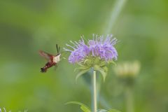 Hummingbird clearwing, Hemaris thysbe