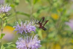 Hummingbird clearwing, Hemaris thysbe