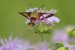 Hummingbird clearwing, Hemaris thysbe