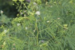 Illinois bundleflower, Desmanthus illinoensis