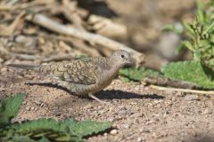 Inca Dove, Columbina inca