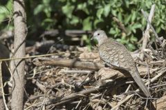 Inca Dove, Columbina inca