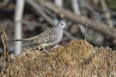 Inca Dove, Columbina inca