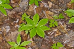 Indian Cucumber-root, Medeola virginiana