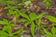 Indian Cucumber-root, Medeola virginiana