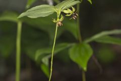 Indian Cucumber-root, Medeola virginiana