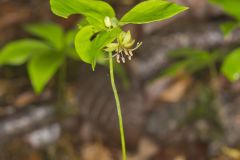 Indian Cucumber-root, Medeola virginiana