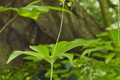 Indian Cucumber-root, Medeola virginiana