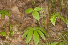 Indian Cucumber-root, Medeola virginiana