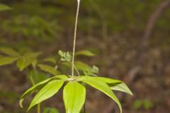 Indian Cucumber-root, Medeola virginiana