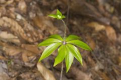 Indian Cucumber-root, Medeola virginiana