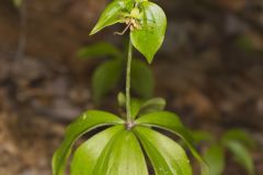 Indian Cucumber-root, Medeola virginiana