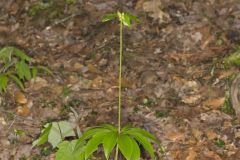 Indian Cucumber-root, Medeola virginiana
