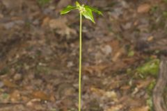 Indian Cucumber-root, Medeola virginiana