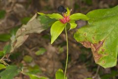 Indian Cucumber-root, Medeola virginiana