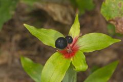 Indian Cucumber-root, Medeola virginiana