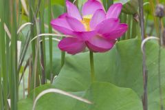 Indian Lotus, Nelumbo nucifera