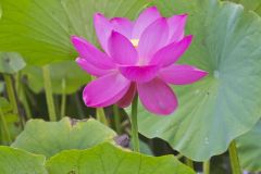 Indian Lotus, Nelumbo nucifera