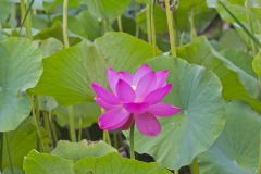 Indian Lotus, Nelumbo nucifera