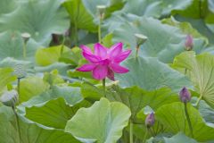 Indian Lotus, Nelumbo nucifera