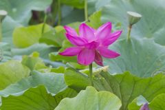 Indian Lotus, Nelumbo nucifera