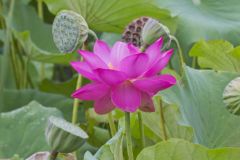 Indian Lotus, Nelumbo nucifera