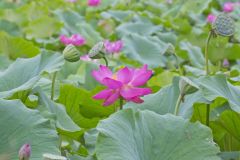 Indian Lotus, Nelumbo nucifera