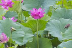 Indian Lotus, Nelumbo nucifera