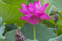 Indian Lotus, Nelumbo nucifera