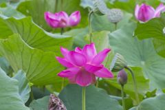 Indian Lotus, Nelumbo nucifera