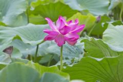 Indian Lotus, Nelumbo nucifera