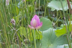 Indian Lotus, Nelumbo nucifera