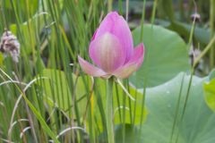 Indian Lotus, Nelumbo nucifera