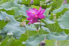 Indian Lotus, Nelumbo nucifera