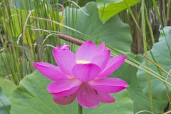 Indian Lotus, Nelumbo nucifera