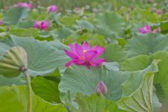 Indian Lotus, Nelumbo nucifera