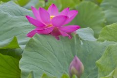 Indian Lotus, Nelumbo nucifera